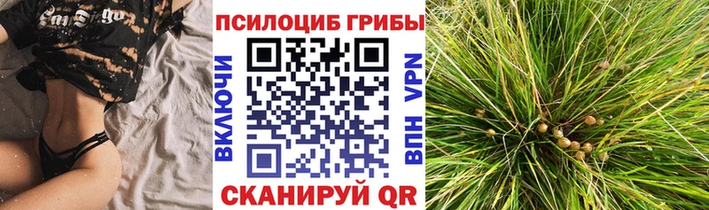 где купить наркоту  Волгоград  Псилоцибиновые грибы GOLDEN TEACHER 